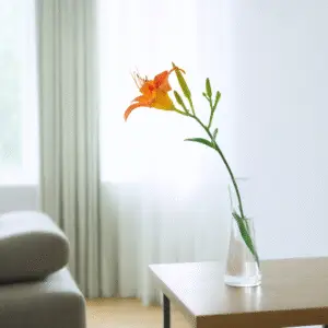 Orange lily in a glass vase