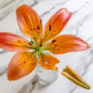 Vibrant orange lily with delicate petals