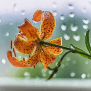 Vibrant orange lily with raindrops