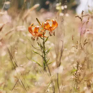 Bright orange lily in grassy field