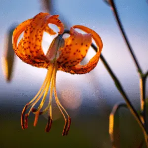 Vibrant orange lily in soft light.