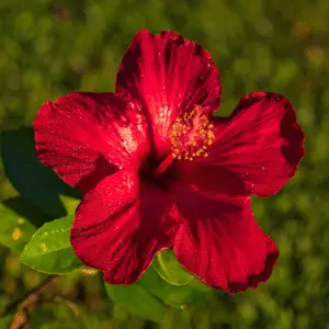 Tropical Hibiscus (Hibiscus rosa-sinensis)