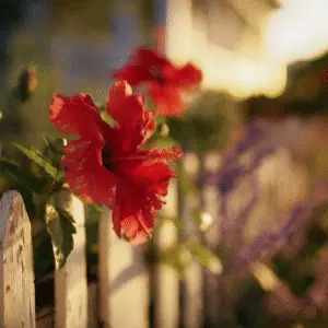 Hibiscus