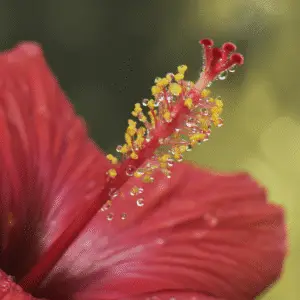 Tropical Hibiscus (Hibiscus rosa-sinensis)