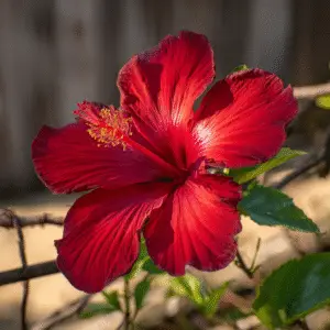 Hibiscus