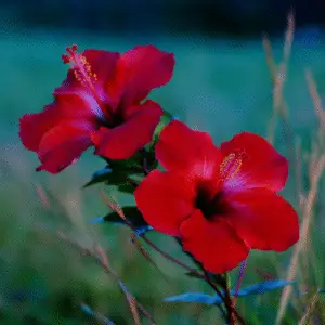 Tropical Hibiscus (Hibiscus rosa-sinensis)