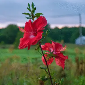Hibiscus