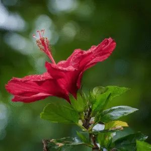 Tropical Hibiscus (Hibiscus rosa-sinensis)