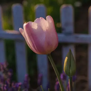 Pink tulip beside a budding flower