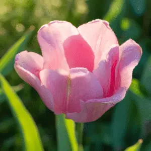 Pink tulip with morning dew.