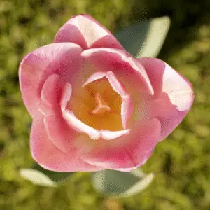 Pink tulip blooming from above.