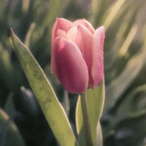 Delicate pink tulip with morning dew