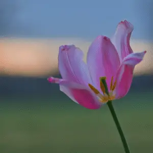 Single pink tulip against blurred background