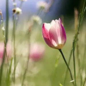 Delicate pink tulip in soft focus