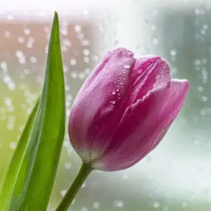 Pink tulip with raindrops on petals
