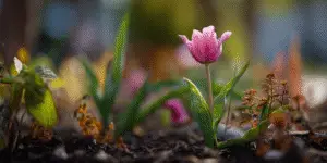 Tulips (14)