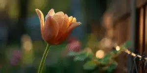 Tulips (7)