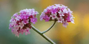 Verbena