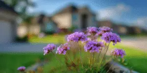 Verbena (17)