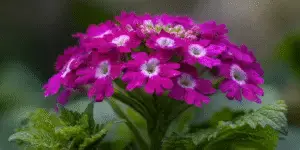 Verbena (3)