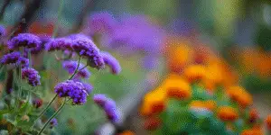Verbena