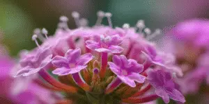 Verbena