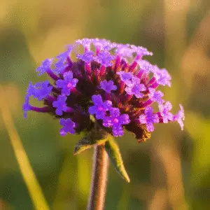 Verbena (Verbena rigida, V. bonariensis) Flower