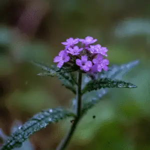 Verbena