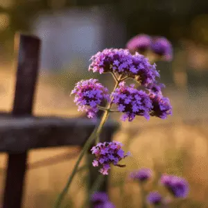 Verbena (Verbena rigida, V. bonariensis) Flower