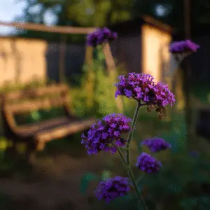 Verbena (Verbena rigida, V. bonariensis) Flower
