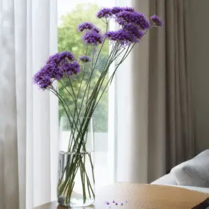 Verbena (Verbena rigida, V. bonariensis) Flower
