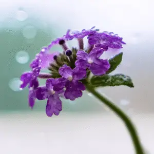 Verbena