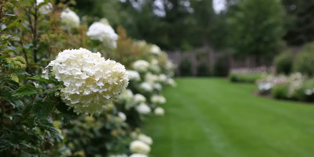 Viburnum