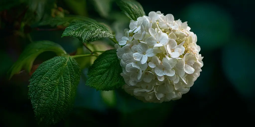 White snowball viburnum flower cluster beside deeply veined green leaves on a dark background