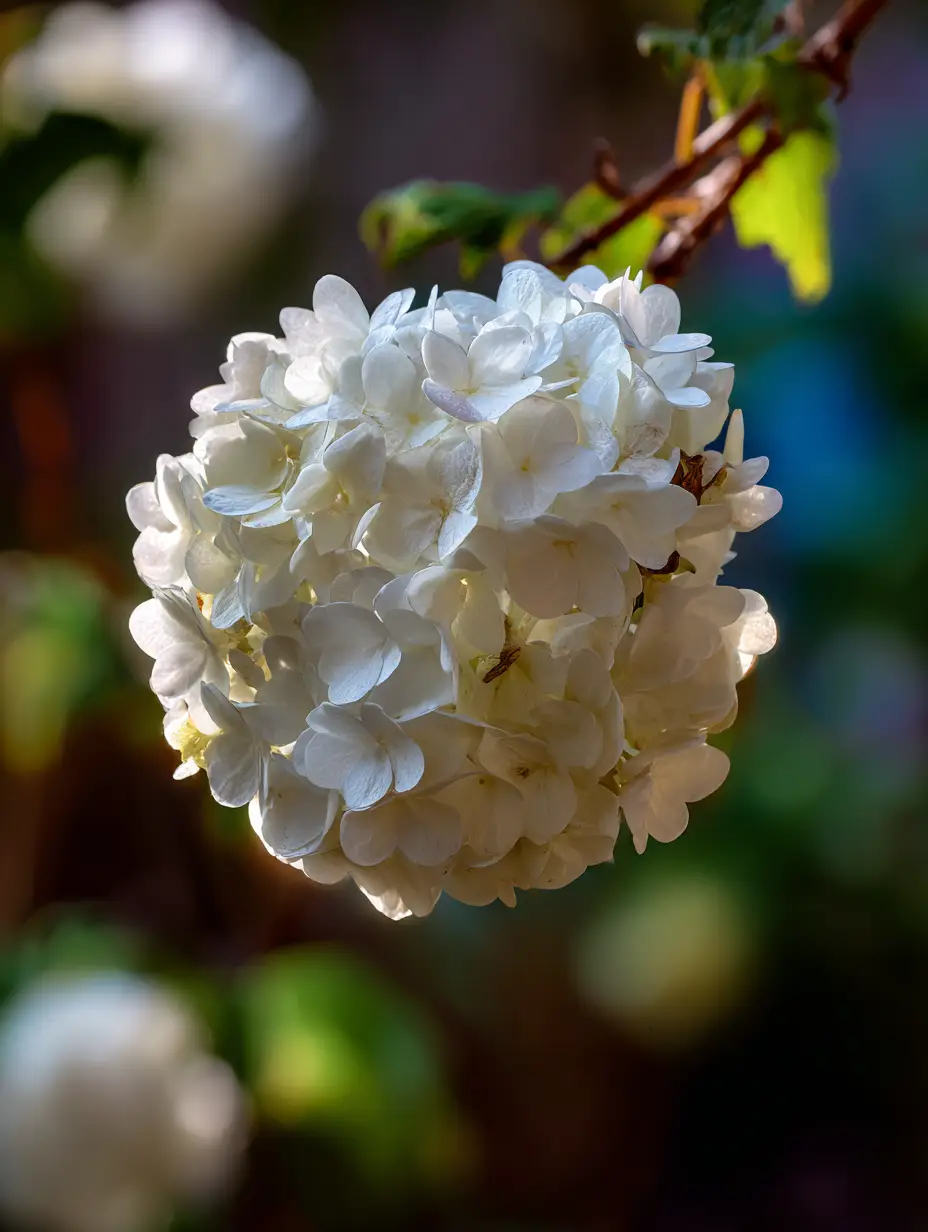 Viburnum