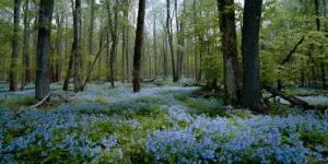 Virginia Bluebells