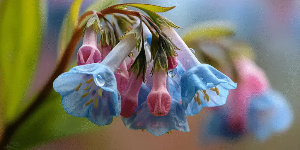Virginia bluebells with blue trumpet blooms and pink buds and dewdrops in soft light