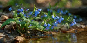 Virginia Bluebells (14)