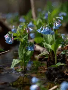 Virginia Bluebells