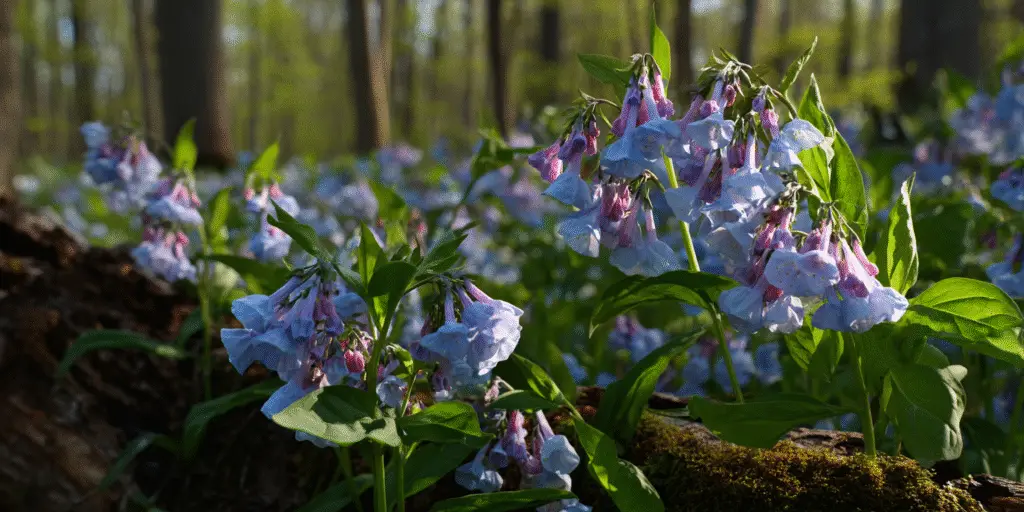 Virginia Bluebells