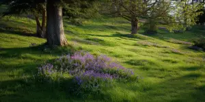 Virginia Bluebells (4)