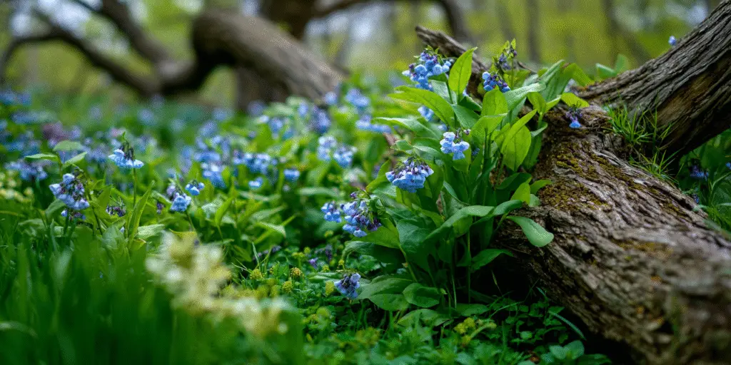 Blue and pink Virginia bluebell flowers with green leaves beside a fallen log in woodland