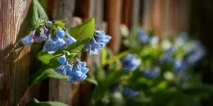 Virginia Bluebells