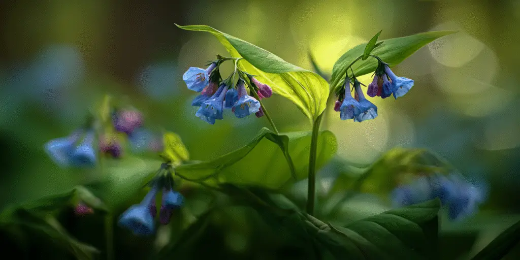 Virginia Bluebells