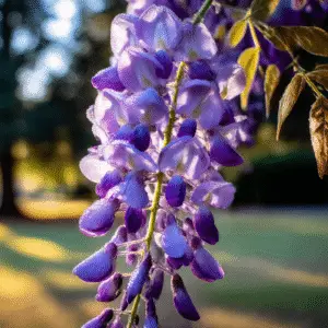 Wisteria