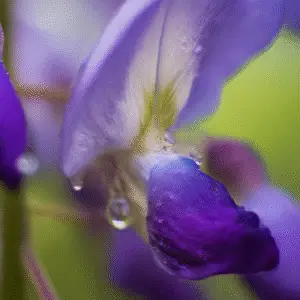 Wisteria