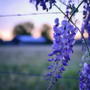 Wisteria (Wisteria floribunda, W. sinensis) Flower