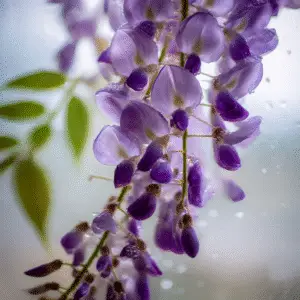 Wisteria (Wisteria floribunda, W. sinensis) Flower