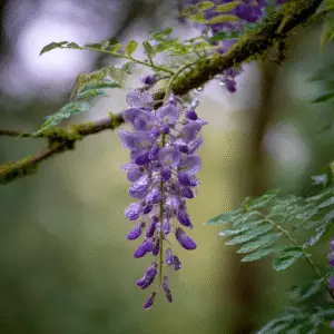 Wisteria