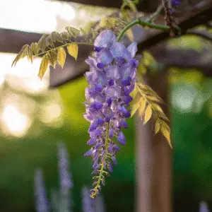 Wisteria (Wisteria floribunda, W. sinensis) Flower